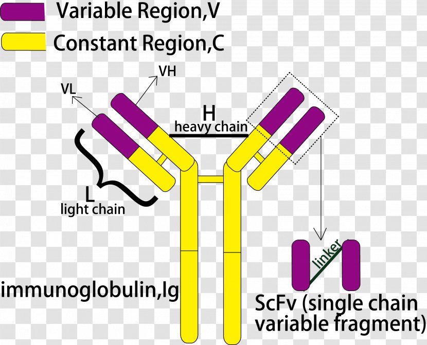 Single-chain Variable Fragment Antibody Peptide Hybridoma Technology CD16 - Acid Transparent PNG
