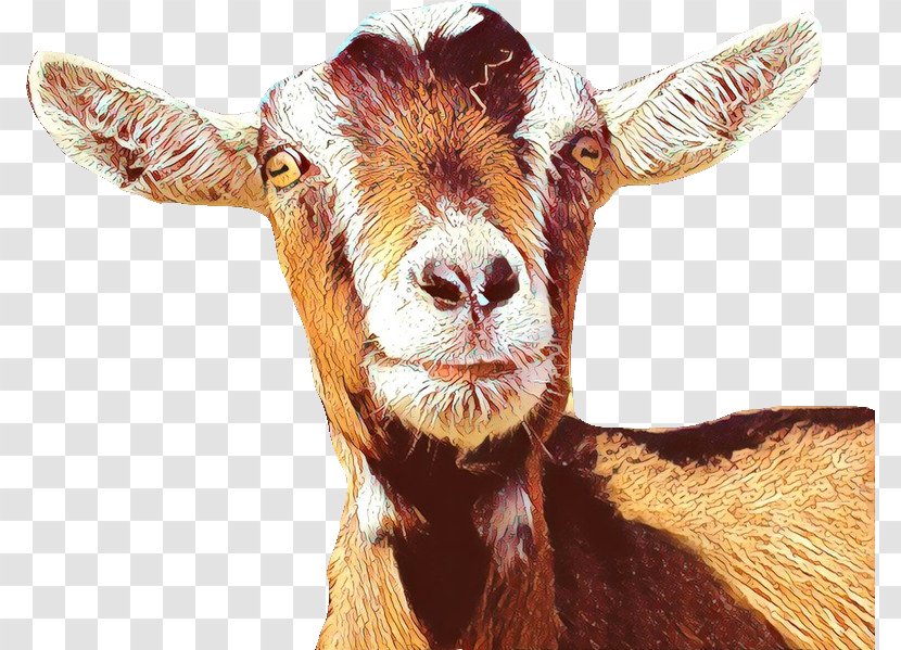 Goat Cattle Mammal Snout Transparent PNG