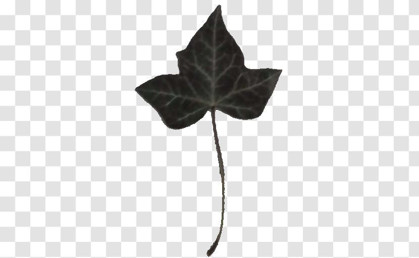 Common Ivy Leaf Vine Virginia Creeper Plant - Tree Transparent PNG