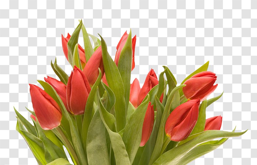 Cut Flowers Flower Bouquet Tulip - Tree Transparent PNG