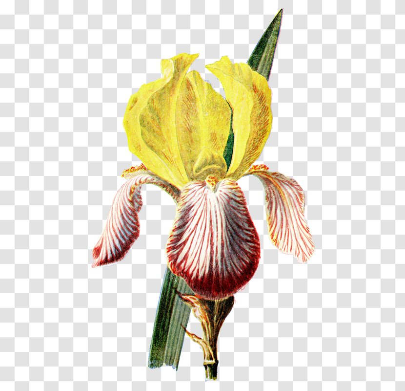 Irises Botanical Illustration Botany Flower Transparent PNG