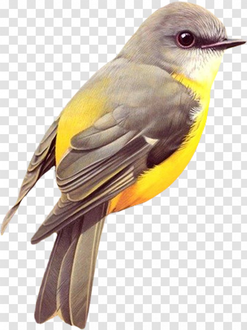 Oregon Birds Red-tailed Hawk New World Warbler - American Yellow - Bird Transparent PNG
