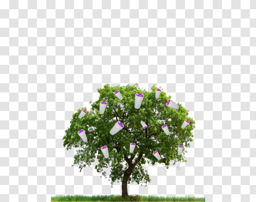 Tree - Highdefinition Television - Clipping Path Transparent PNG
