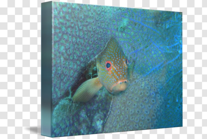Fish Marine Biology Fauna Turquoise Transparent PNG