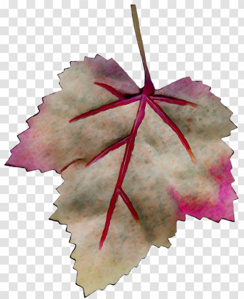 Maple Leaf - Perennial Plant - Flower Transparent PNG