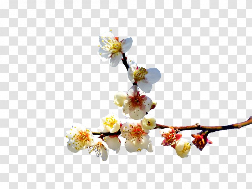 Download - Flowering Plant - Plum Material Transparent PNG