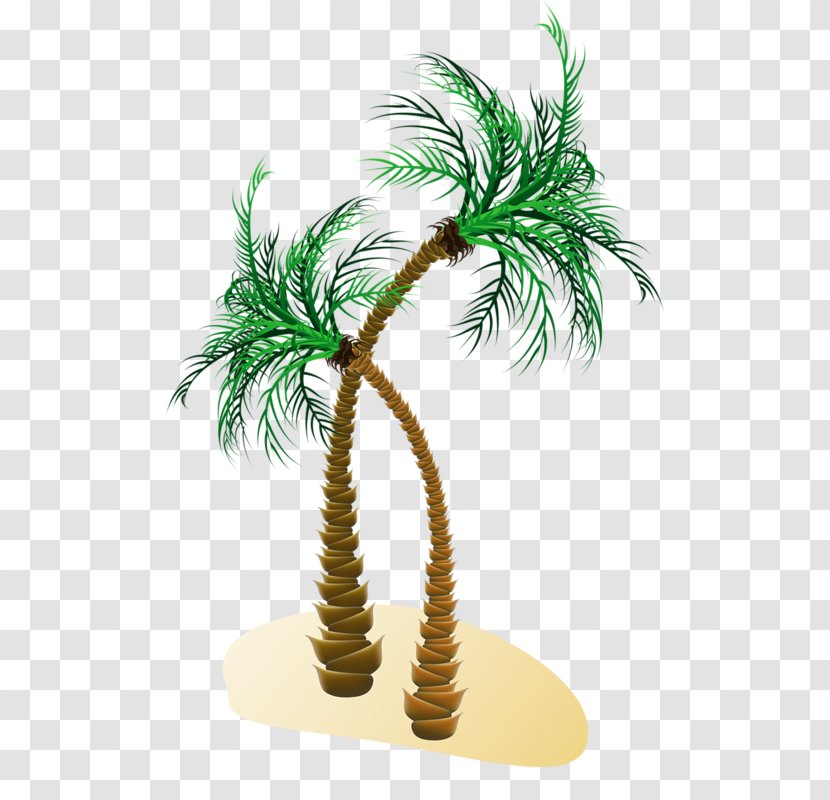 Arecaceae Tree - Woody Plant Transparent PNG