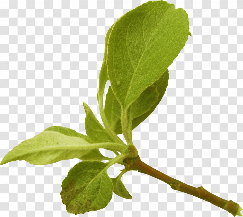 Leaf Branch Tree Plant Stem Apples - Herbalism - Tea Leaves Transparent PNG
