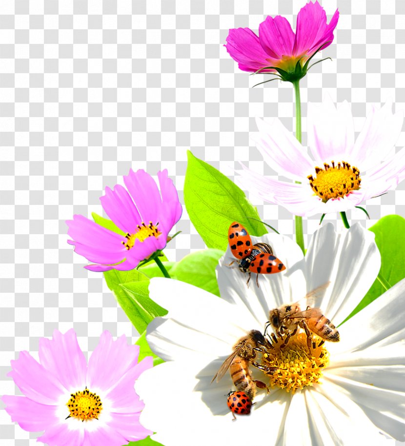 Kannada Morning Quotation Love Good - Insect Transparent PNG