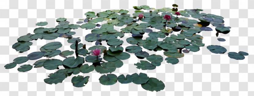DeviantArt - Stock - Lotus Leaf Transparent PNG
