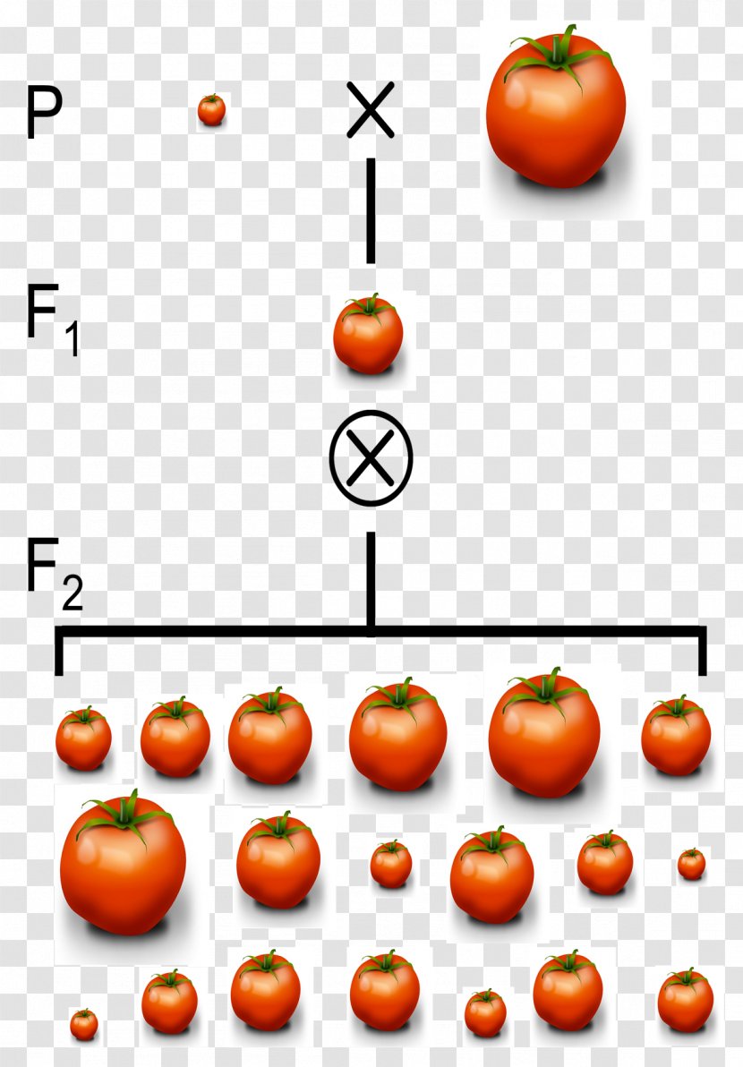 Quantitative Trait Locus Phenotypic Genetics Polygene - Individuals Transparent PNG