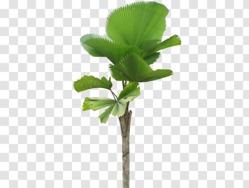 Palm Trees Licuala Grandis Vascular Plant Clip Art - Maidenhair Tree - Buah Naga Kamboja Transparent PNG