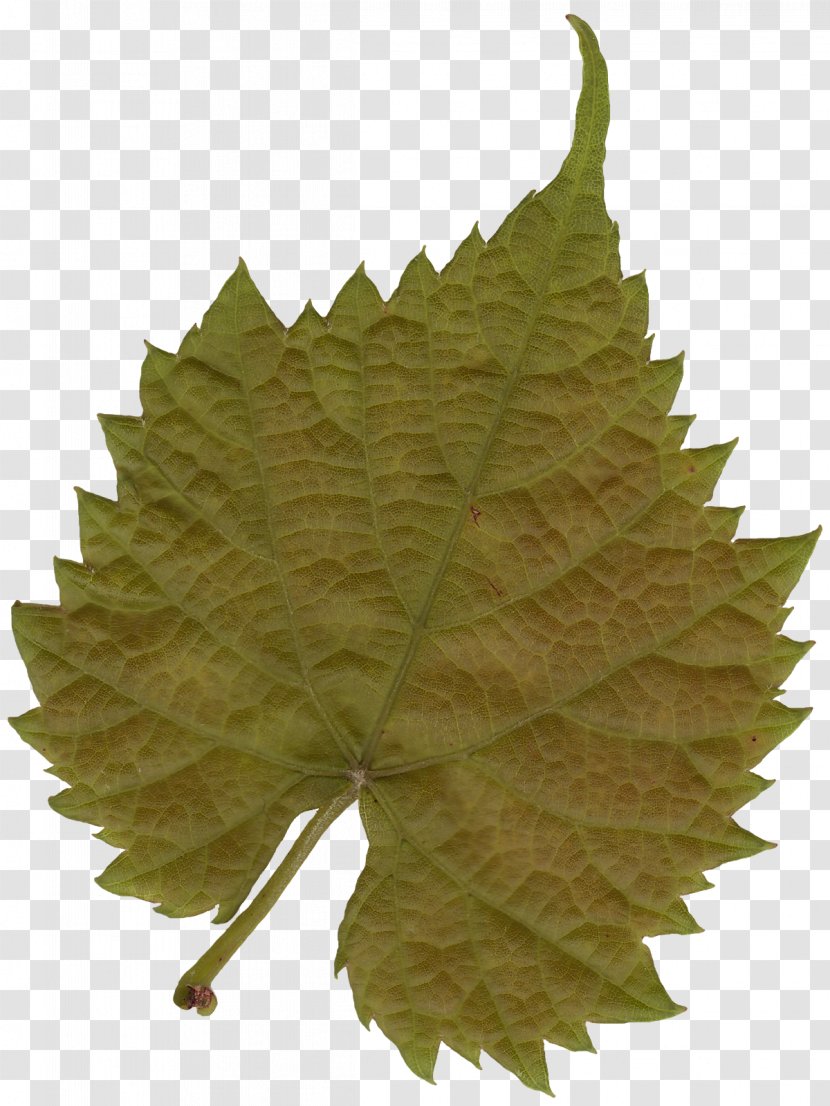 Leaf Texture Mapping Tree Color - Alpha Compositing - Banana Leaves Transparent PNG