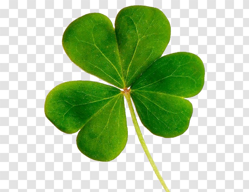 Shamrock Republic Of Ireland Saint Patrick's Day United States Clover - Lucky Transparent PNG