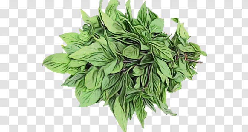 Herb Herbal Medicine Vegetable Leaf Spinach Transparent PNG