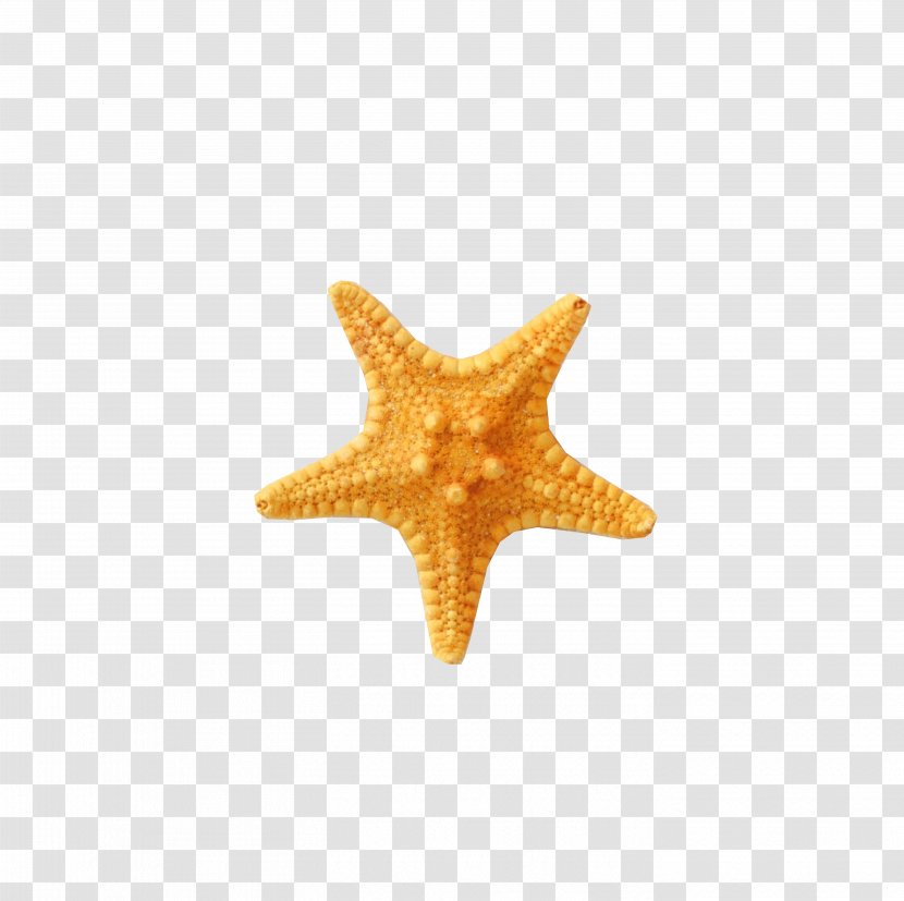 Freshfood Box Paper Restaurant Hotel - Starfish Transparent PNG