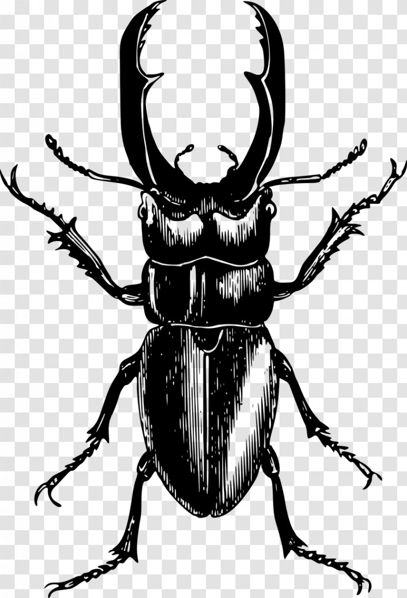 Stag Beetle Clip Art - Ladybird Transparent PNG
