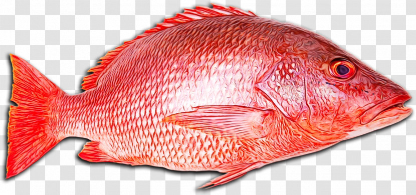 Northern Red Snapper Snappers Fish Products Fish Tilapia Transparent PNG