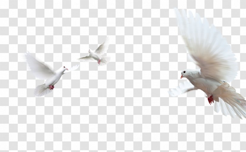 Doves As Symbols Rock Dove Image Peace - Colombe Transparent PNG