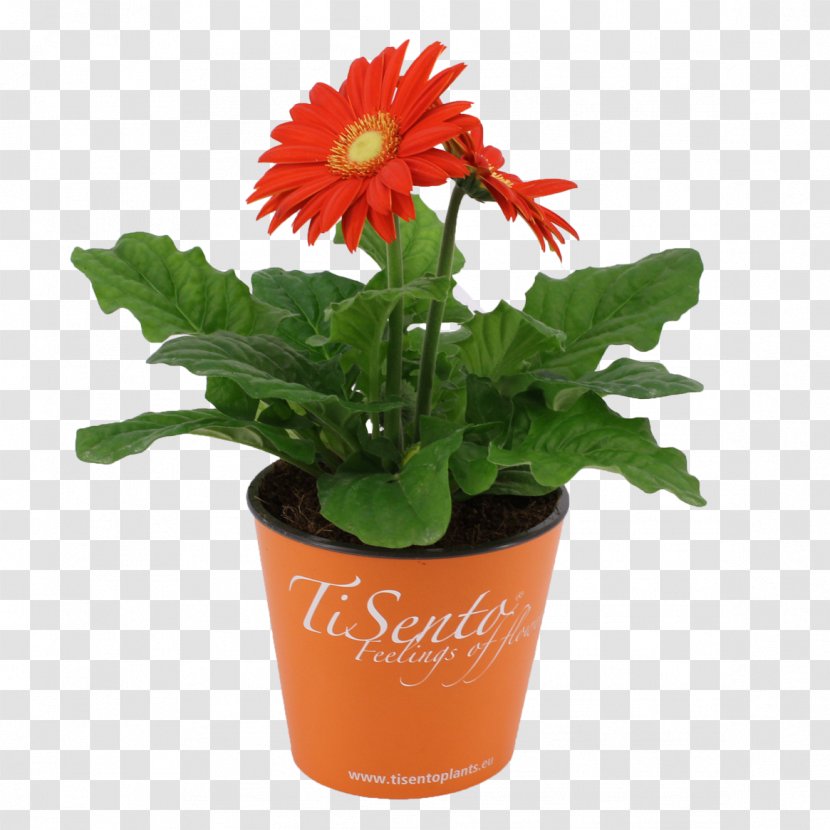 Transvaal Daisy Flowerpot Cut Flowers Houseplant - Gerbera Transparent PNG