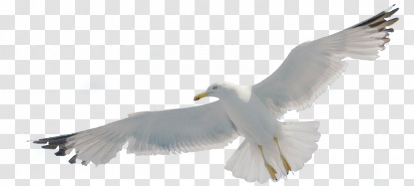 European Herring Gull Belt-Camping-Fehmarn Gulls Campsite Laridae - Bird - Belt Navi Transparent PNG