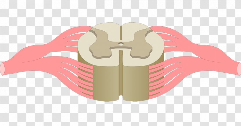 Spinal Cord Anterior Grey Column Central Canal Anatomy Nervous System - Silhouette - Cartoon Transparent PNG