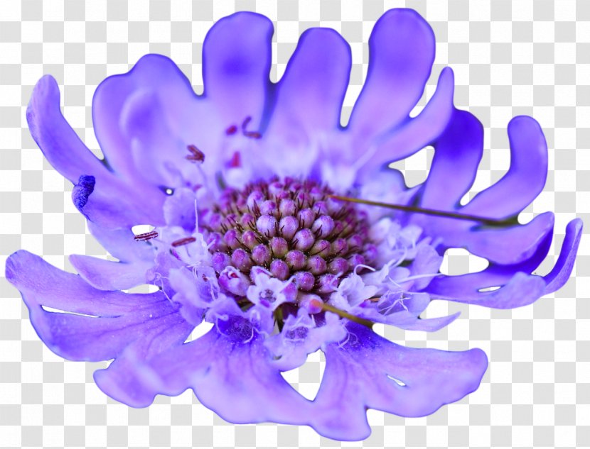 Flower Purple Violet Blue Lavender Transparent PNG