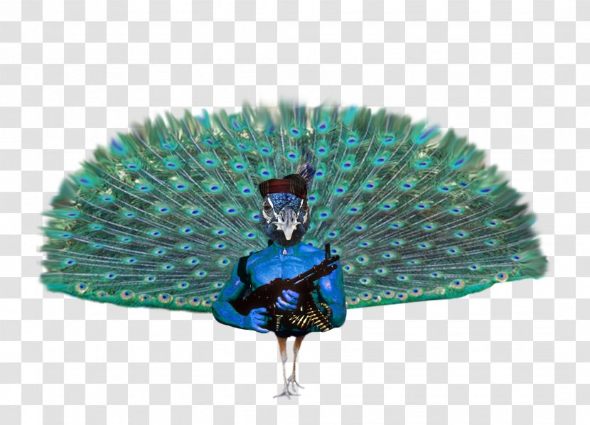 Bird Pavo Feather - Peacock Dance Transparent PNG
