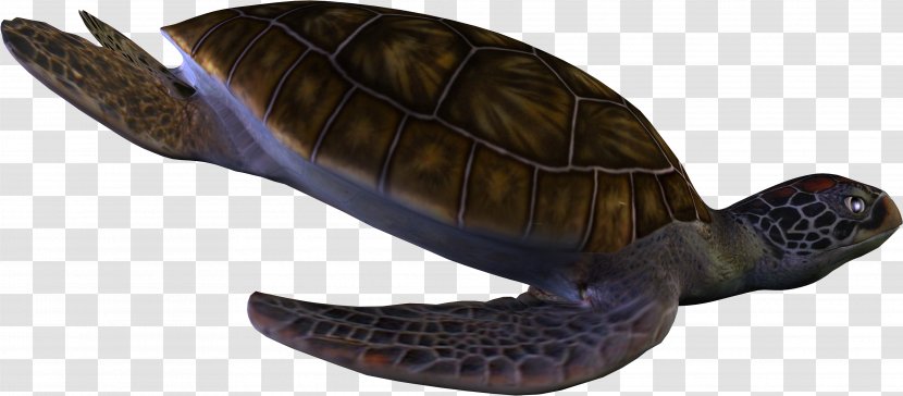 Sea Turtle Reptile Clip Art Transparent PNG