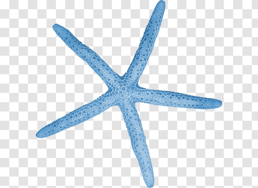 Starfish Invertebrate Blue Cartoon Color Transparent PNG