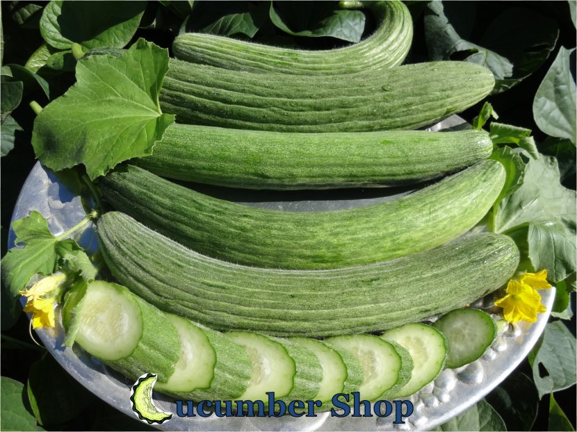 Cucumber Muskmelon Spreewald Gherkins Vegetarian Cuisine Horned Melon - Gourd Order Transparent PNG