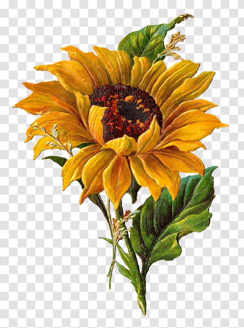 Botanical Illustration Clip Art - Drawing - Sunflower Transparent PNG