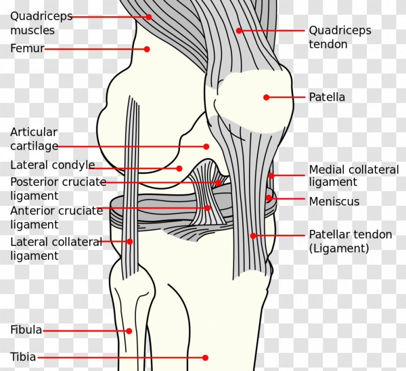 Knee Anterior Cruciate Ligament Medial Collateral Anatomy Diagram - Watercolor - Heart Transparent PNG
