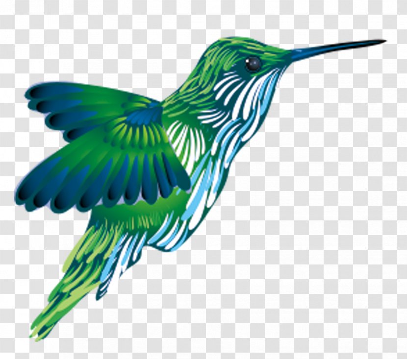 Hummingbird Kingfisher - Feather - Green Flying Transparent PNG