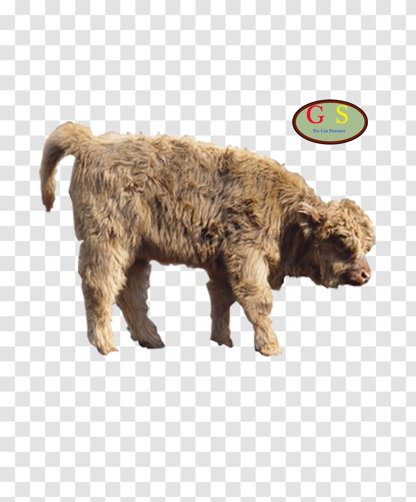 Lagotto Romagnolo Spanish Water Dog Cattle American Bison Deer Transparent PNG