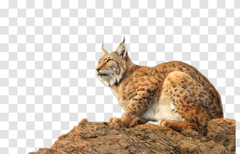 Eurasian Lynx Yandex Search Species Animal - Mammal - Ear Transparent PNG