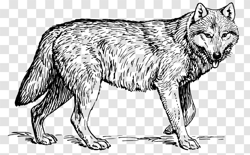 Coloring Book Animal Lion Dog Adult - Drawing Transparent PNG