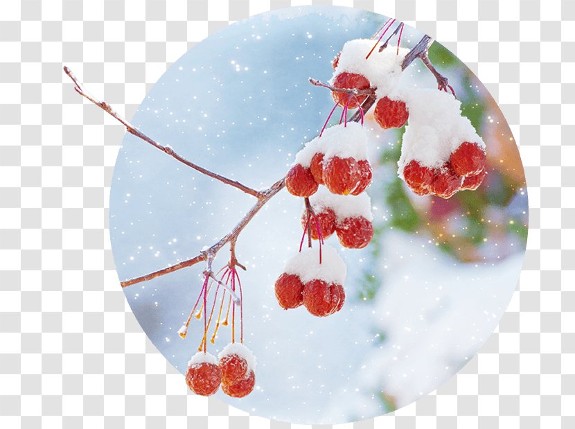 Christmas Ornament - Winter Landscape Transparent PNG