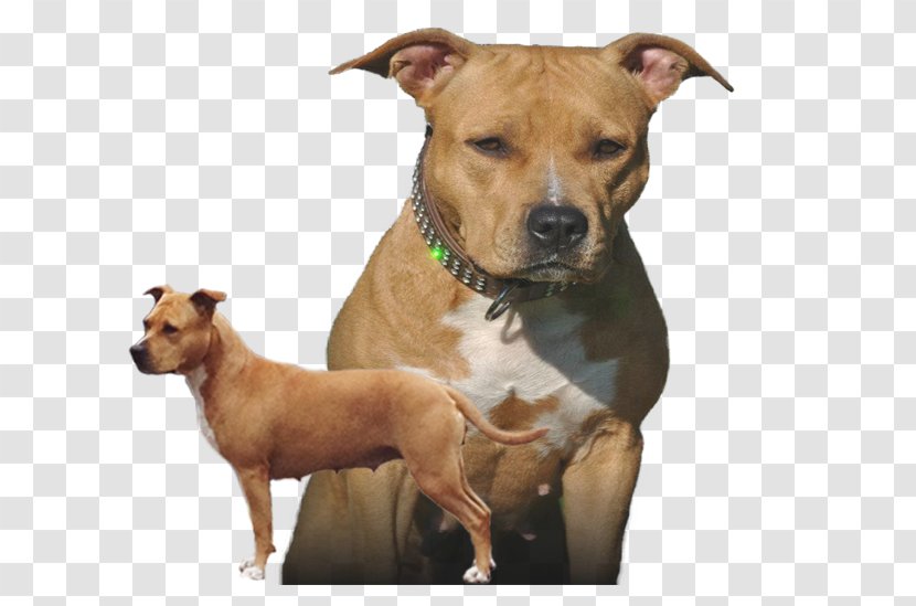American Staffordshire Terrier Dog Breed Pit Bull - Diva - 2016 Dutch Tt Transparent PNG