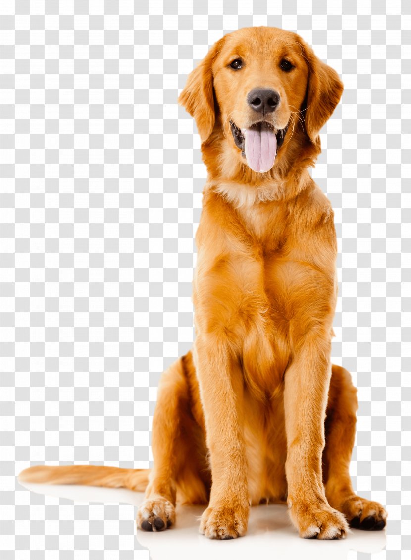 Pet Sitting Golden Retriever Labrador Puppy - Dog Breed Transparent PNG