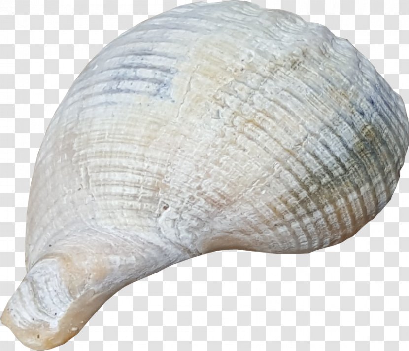 Clam Cockle Seashell - Photography Transparent PNG