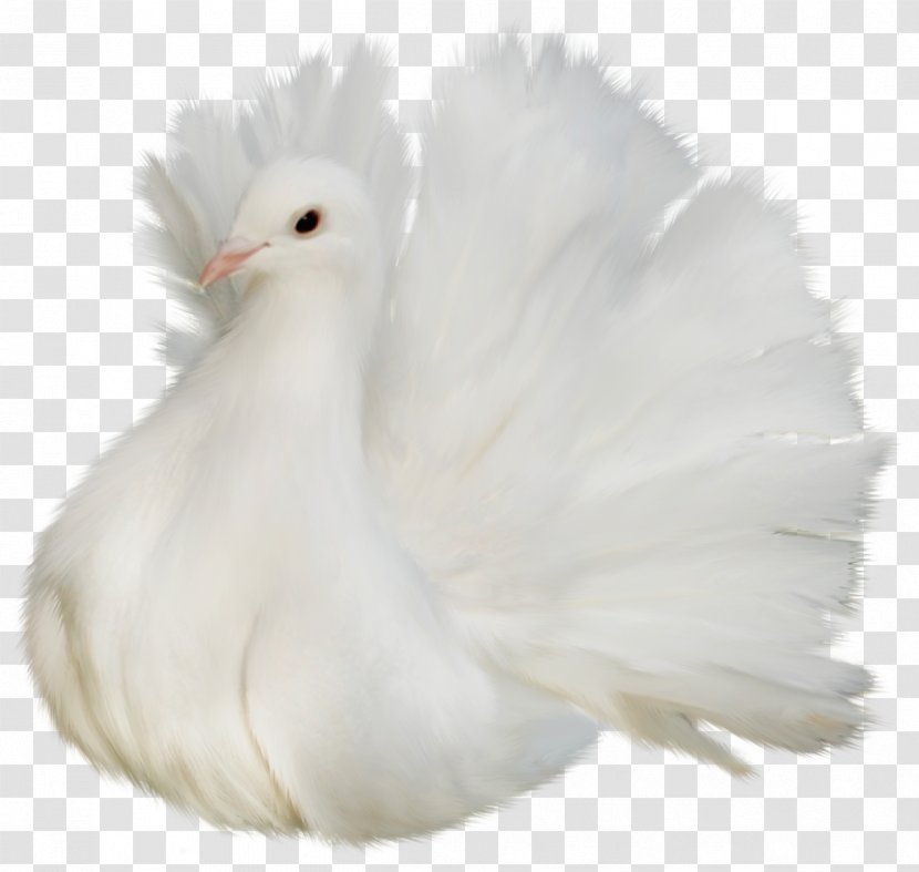 Columbidae Bird Clip Art - Animal - White Beautiful Delicate Dove Clipart Picture Transparent PNG