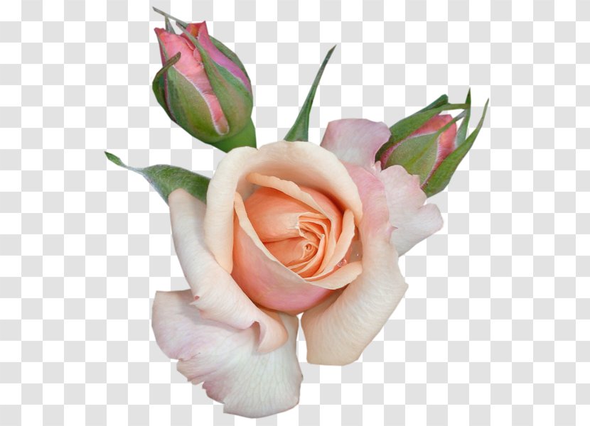 Rose Clip Art - Plant - GOLD ROSE Transparent PNG