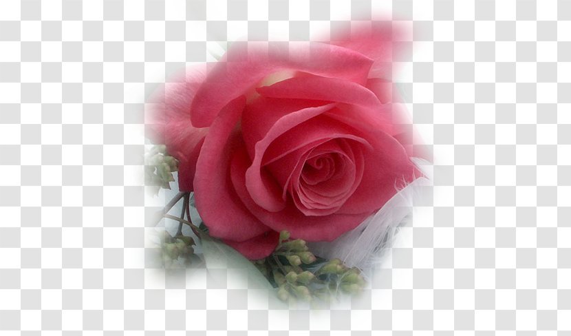 YouTube Garden Roses Flower Clip Art - Petal - Youtube Transparent PNG