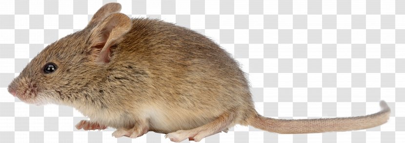 Brown Rat House Mouse Rodent Black Pest Control - Degu - Topo Transparent PNG