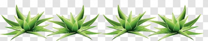 Desktop Wallpaper Grasses Plant Stem Leaf Commodity Transparent PNG