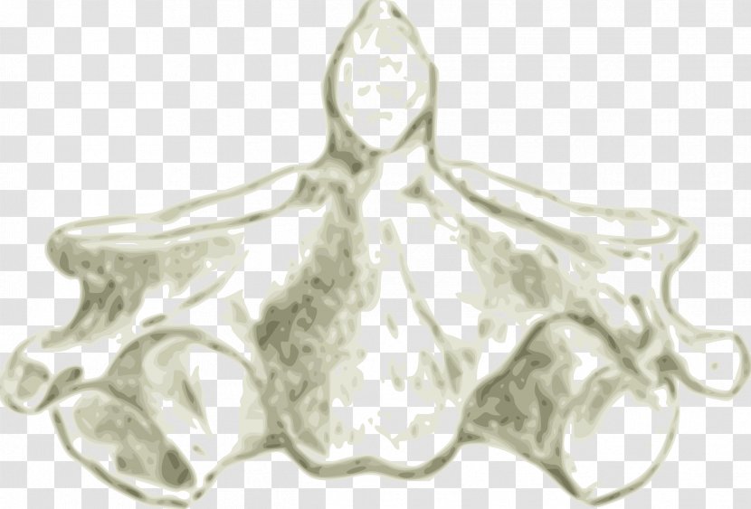 Axis Cervical Vertebrae Human Vertebral Column Atlas - Drawing - Skull Transparent PNG