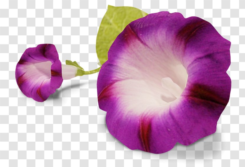 Bindweed Pansy Flower Clip Art - Seed Transparent PNG