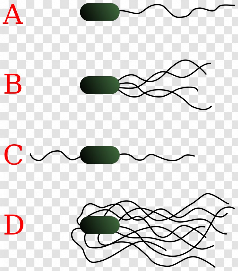 E. Coli Gram-negative Bacteria Flagellum Cell - Envelope - Julio Jones Transparent PNG