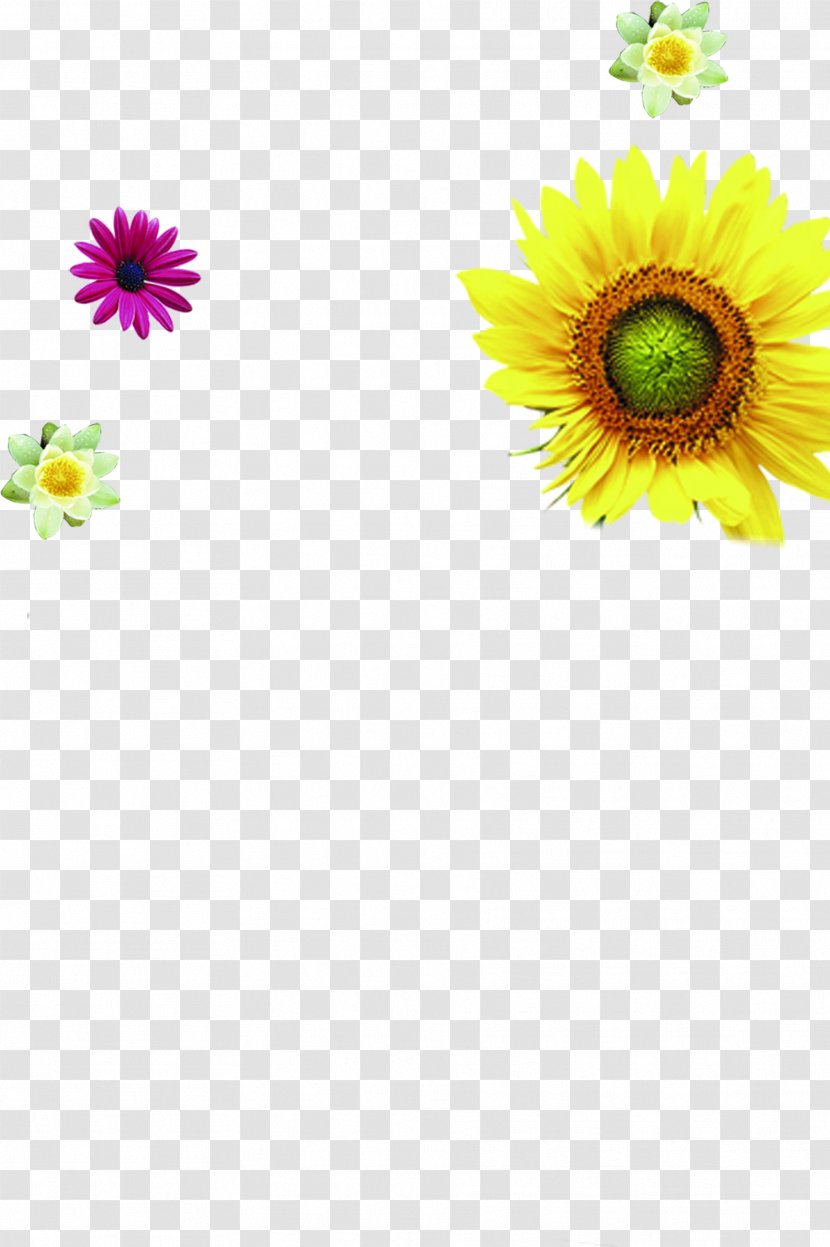 Common Sunflower - Transvaal Daisy - Opened Golden Sunflowers Cartoon Transparent PNG